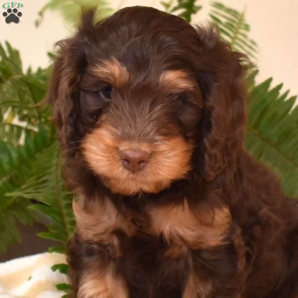 Shadow, Cavapoo Puppy